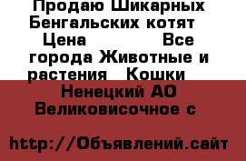 Продаю Шикарных Бенгальских котят › Цена ­ 17 000 - Все города Животные и растения » Кошки   . Ненецкий АО,Великовисочное с.